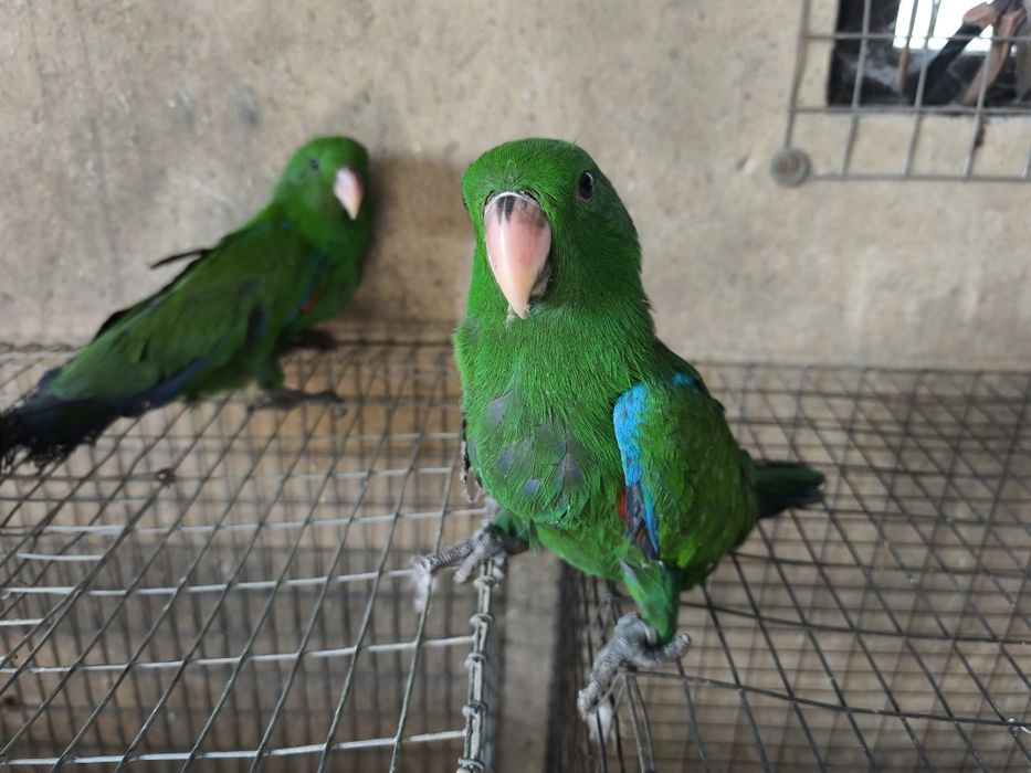 Papagaios écletus para acabar de criar à mão