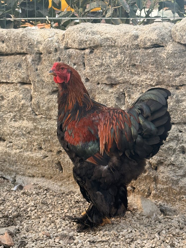 Machos brahma Perdiz