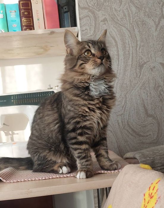 Віддам котика.Киів.