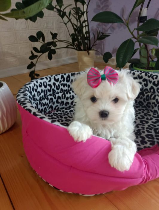 Maltańczyk śliczna suczka