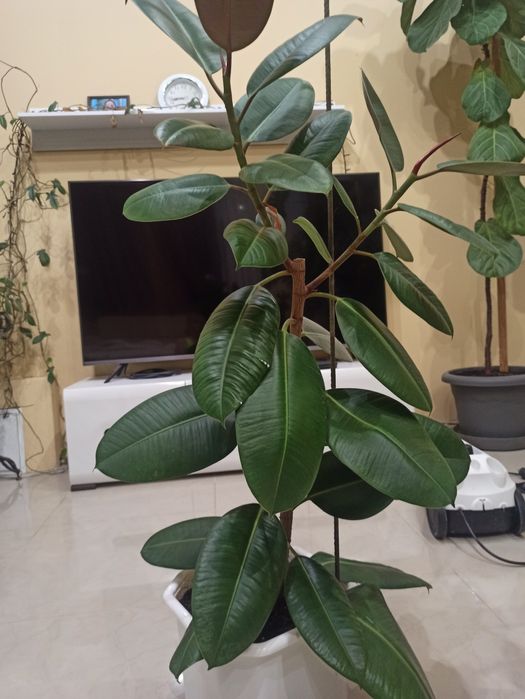 Продам Фікус Каучуконосний