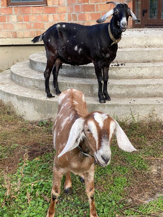 Англо-нубійські кози