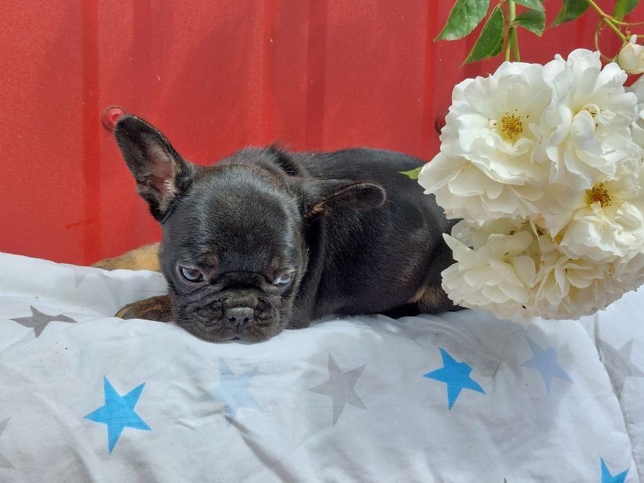 Дівчинка французький бульдог.