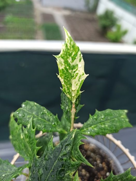 Асмантус вариегатный