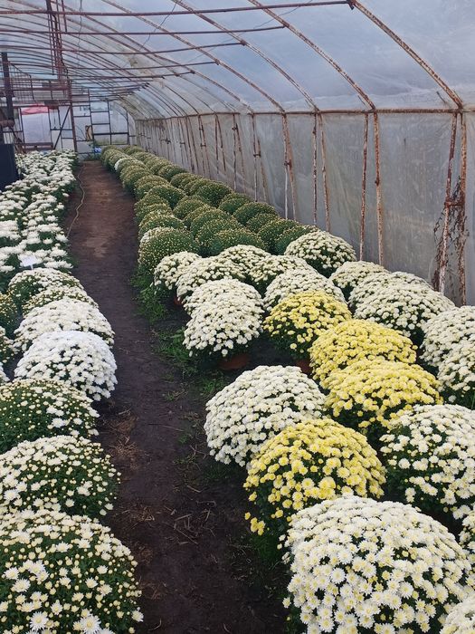 Chryzantemy drobnokwiatowe