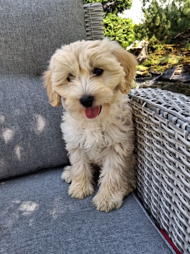 Śliczna suczka Maltipoo