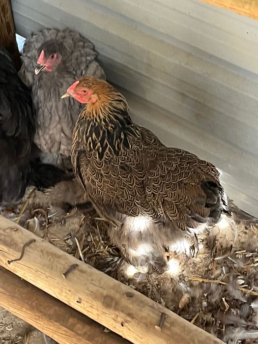 Vendo galinhas brahma