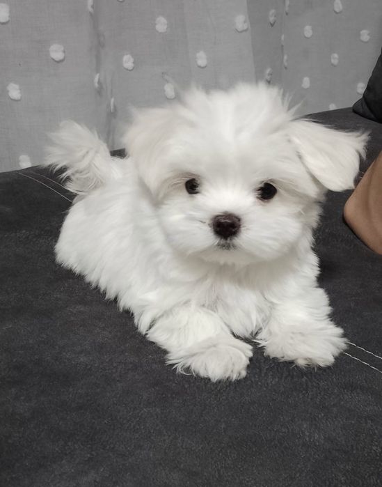 Śliczny szczeniak maltańczyk