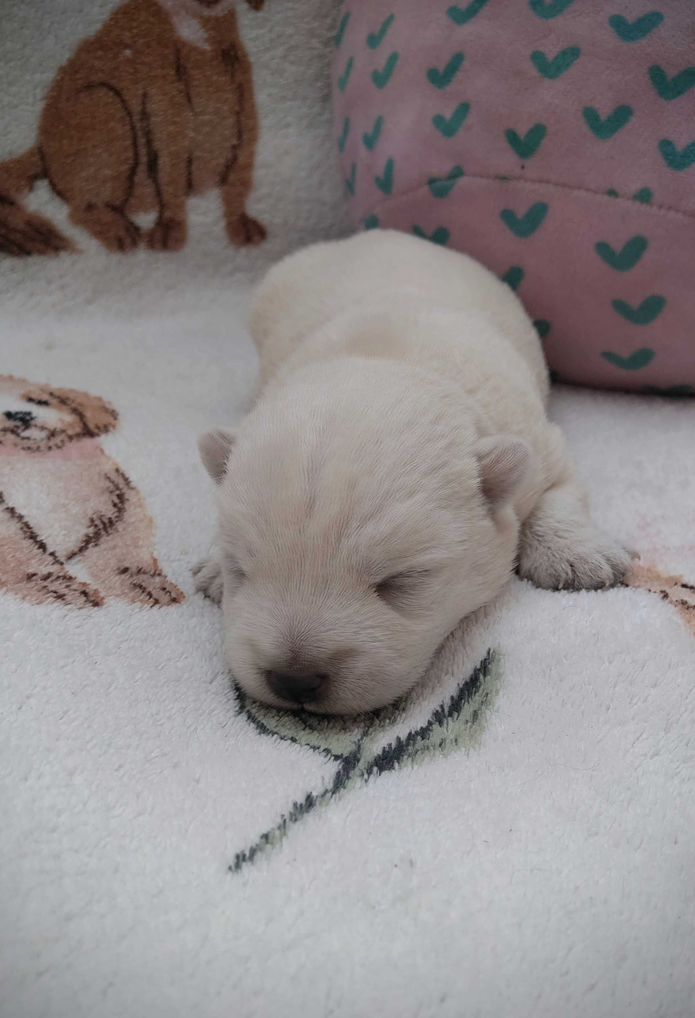 West Highland White Terrier FCI