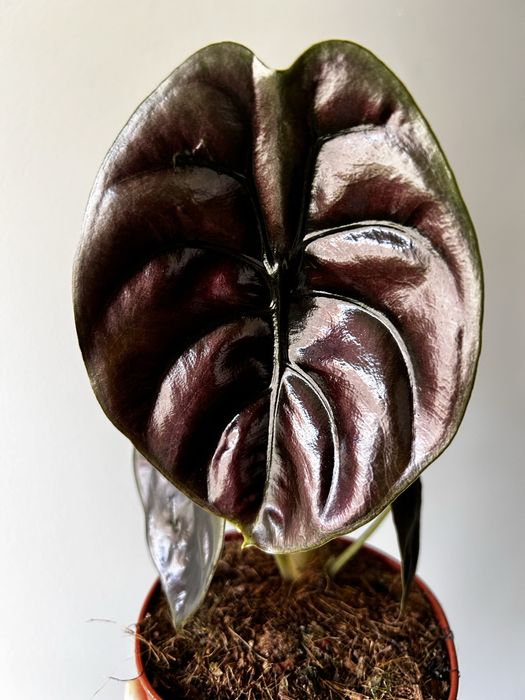 Alocasia Red cuprea secret