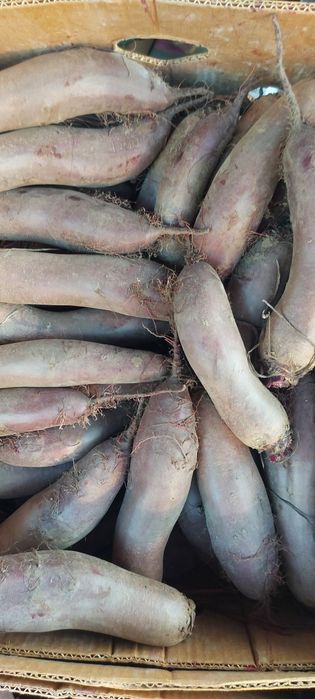 Продам буряк столовий