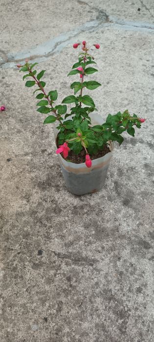Brincos de princesa excelente qualidade