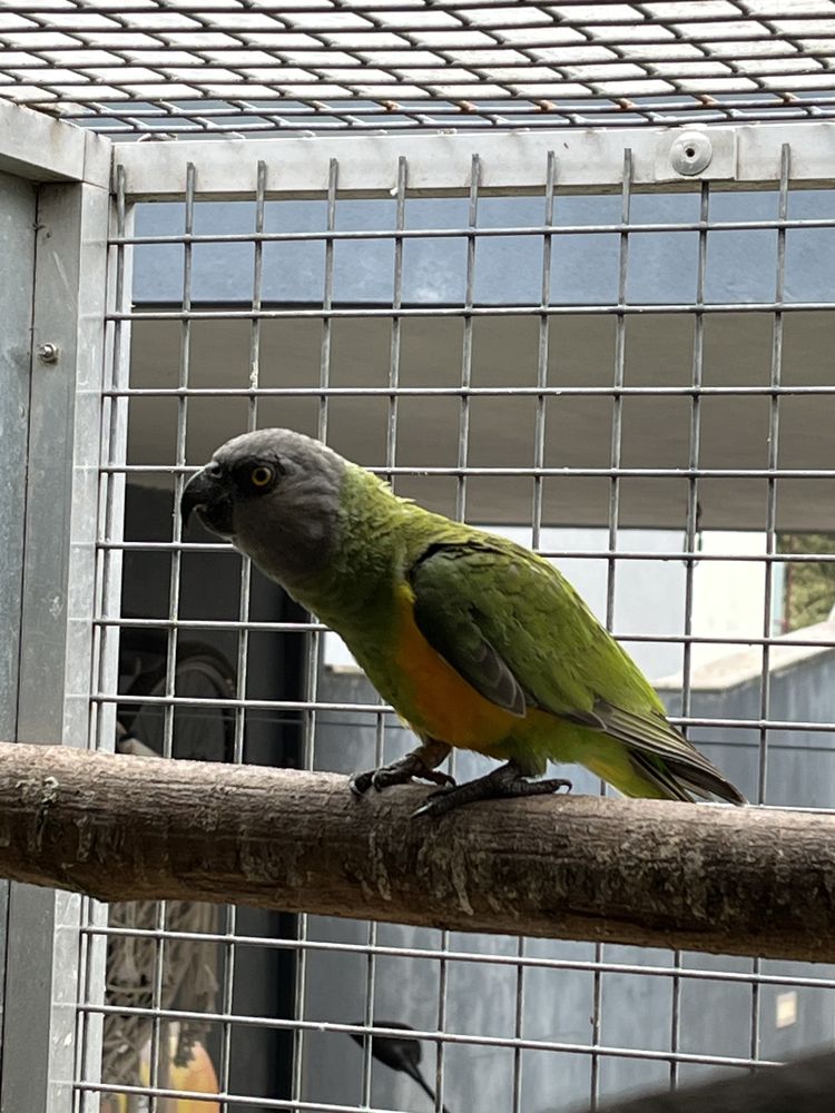 Papagaio Senegal Femea
