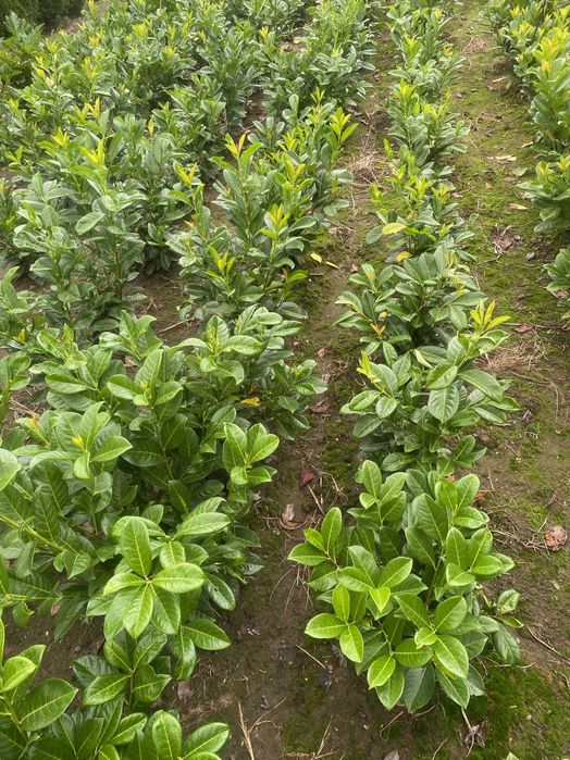 Laurowiśnia wschodnia Etna! Prunus! 200 cm!Caucasica! Novita! Sadzimy!