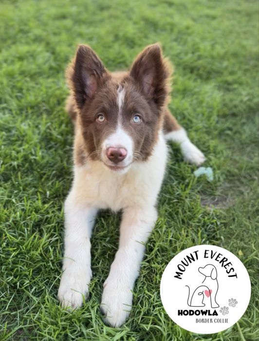3 miesieczny szczeniak Border Collie