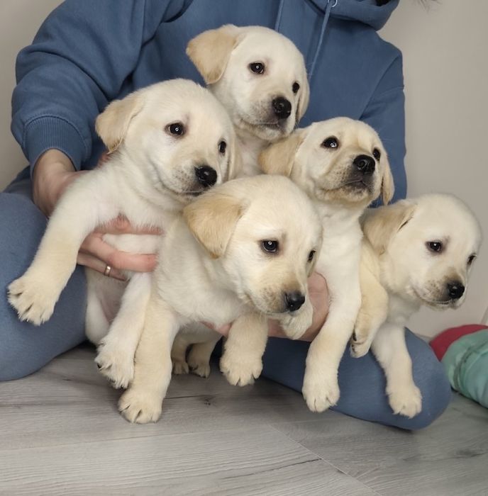 Лабрадор щеня чистокровне