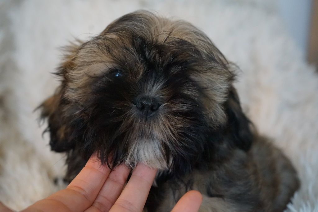 Shih-Tzu od zootechnika  i behawiorysty DNA