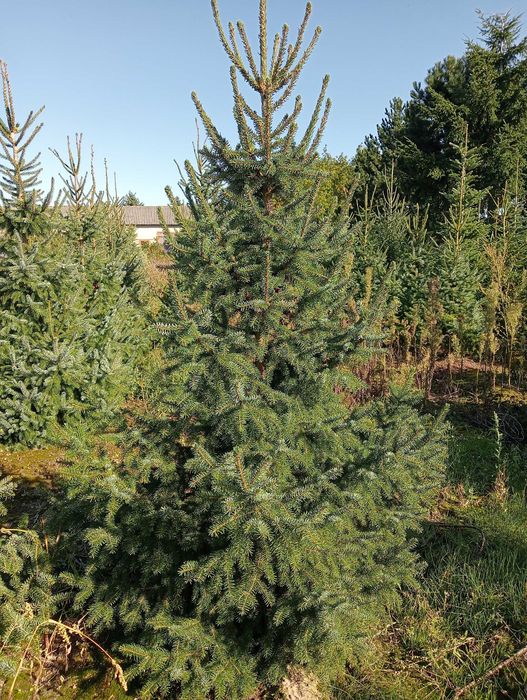 Tuja szmaragd 60-220cm