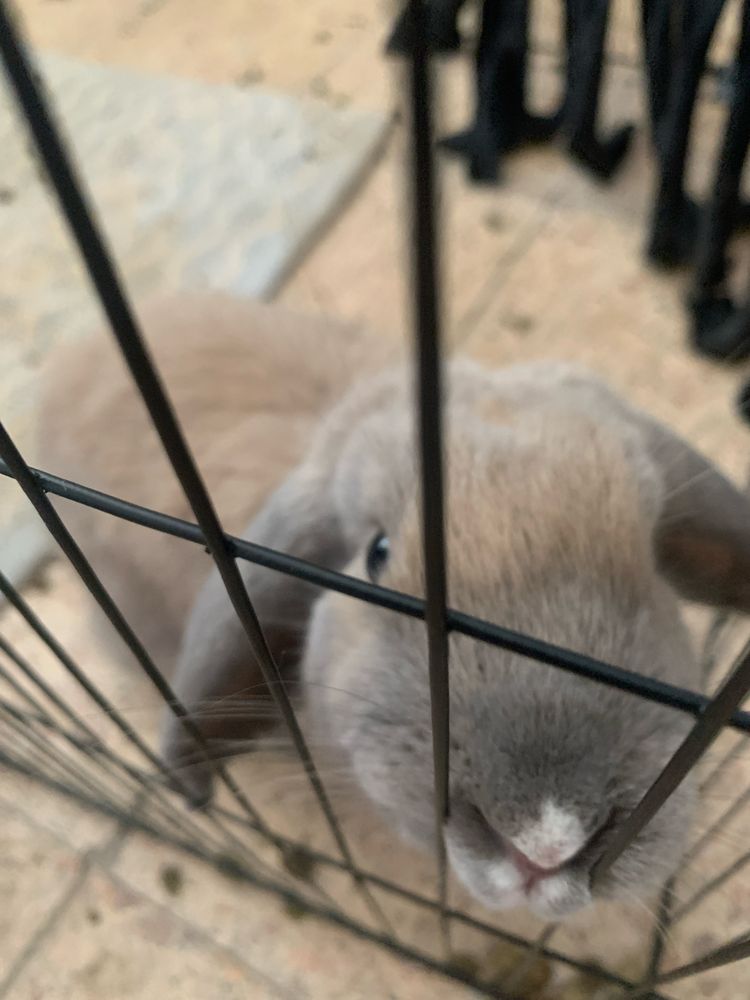 coelho mini loop