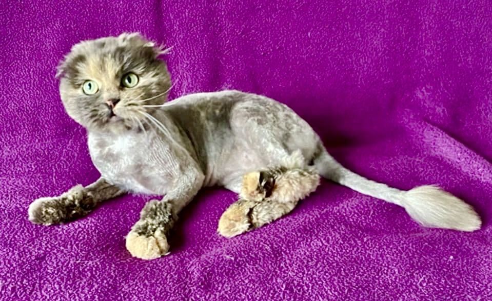 Котики шукають родину