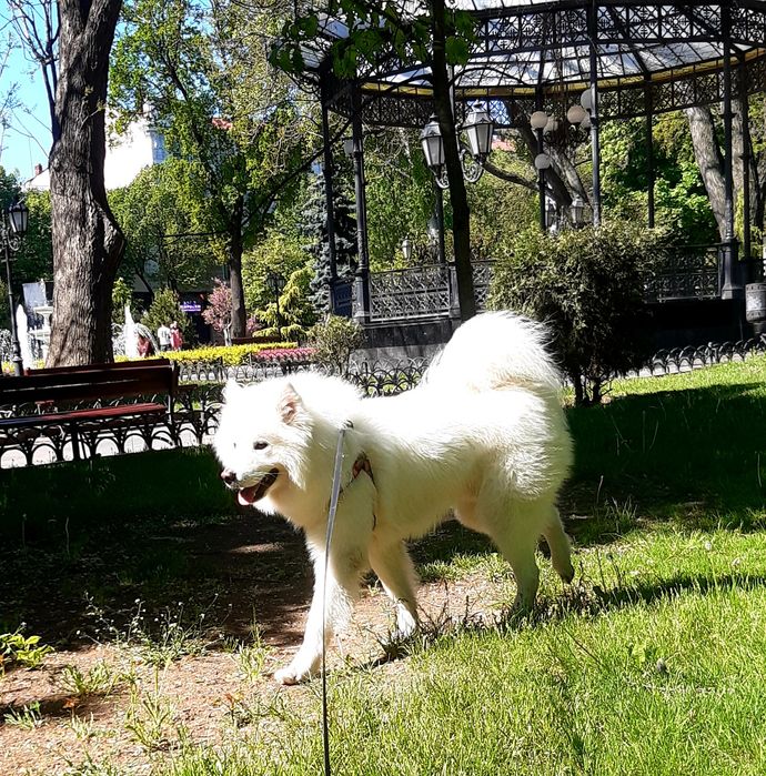 Передержка с любовью собак и кошек домашняя
