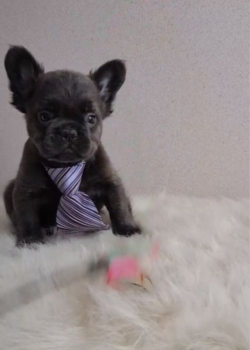 Флаффи пушистый французик голубой мальчик