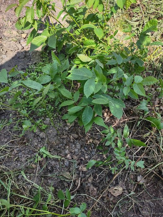 Drzewko orzech włoski(duży owoc)