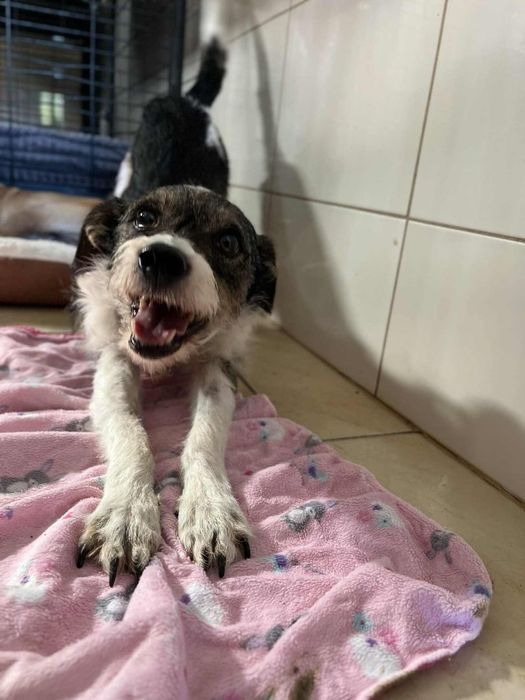 Mała suczka około 6 lat