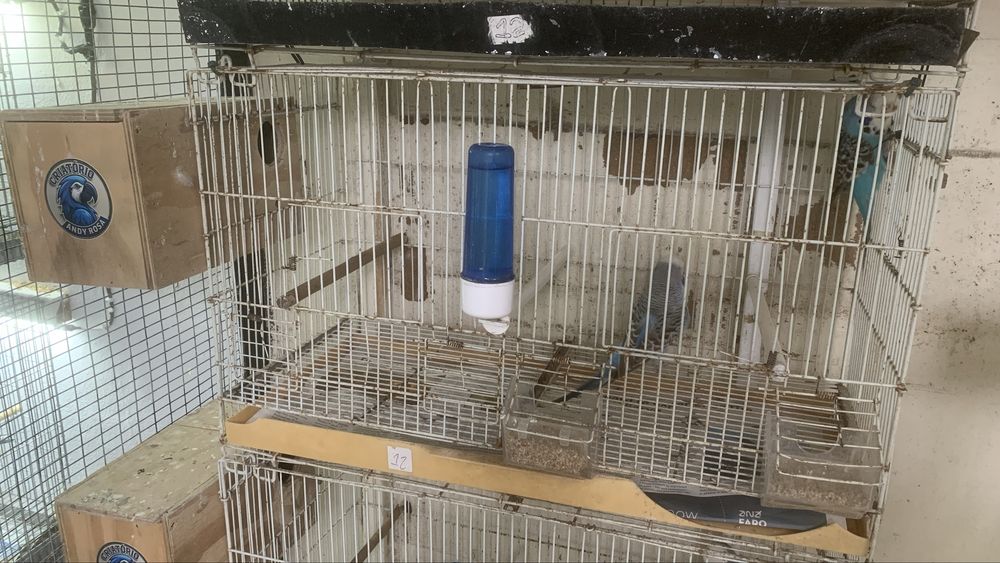 Casal piriquito ingles