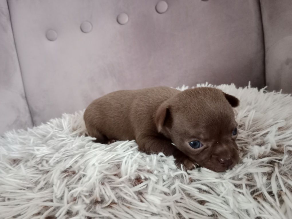 Brązowy chłopczyk chihuahua