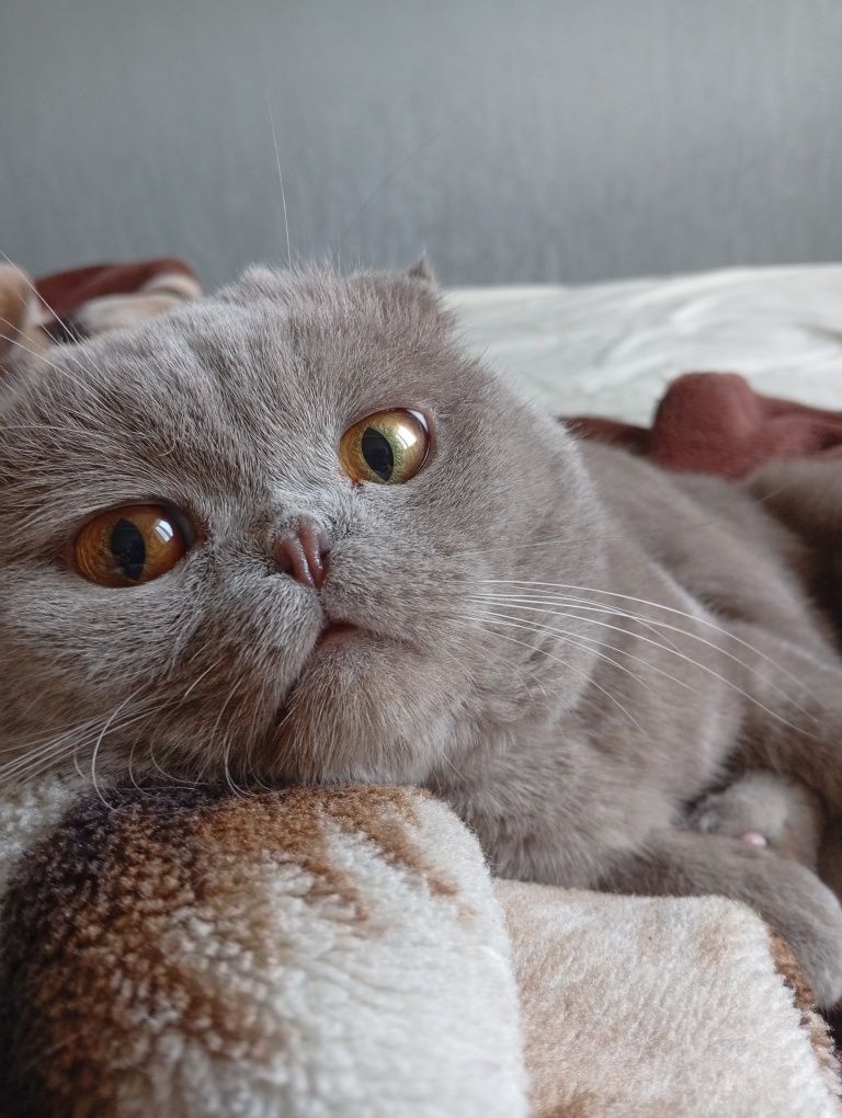 Кот для вязки! Ищем подругу )