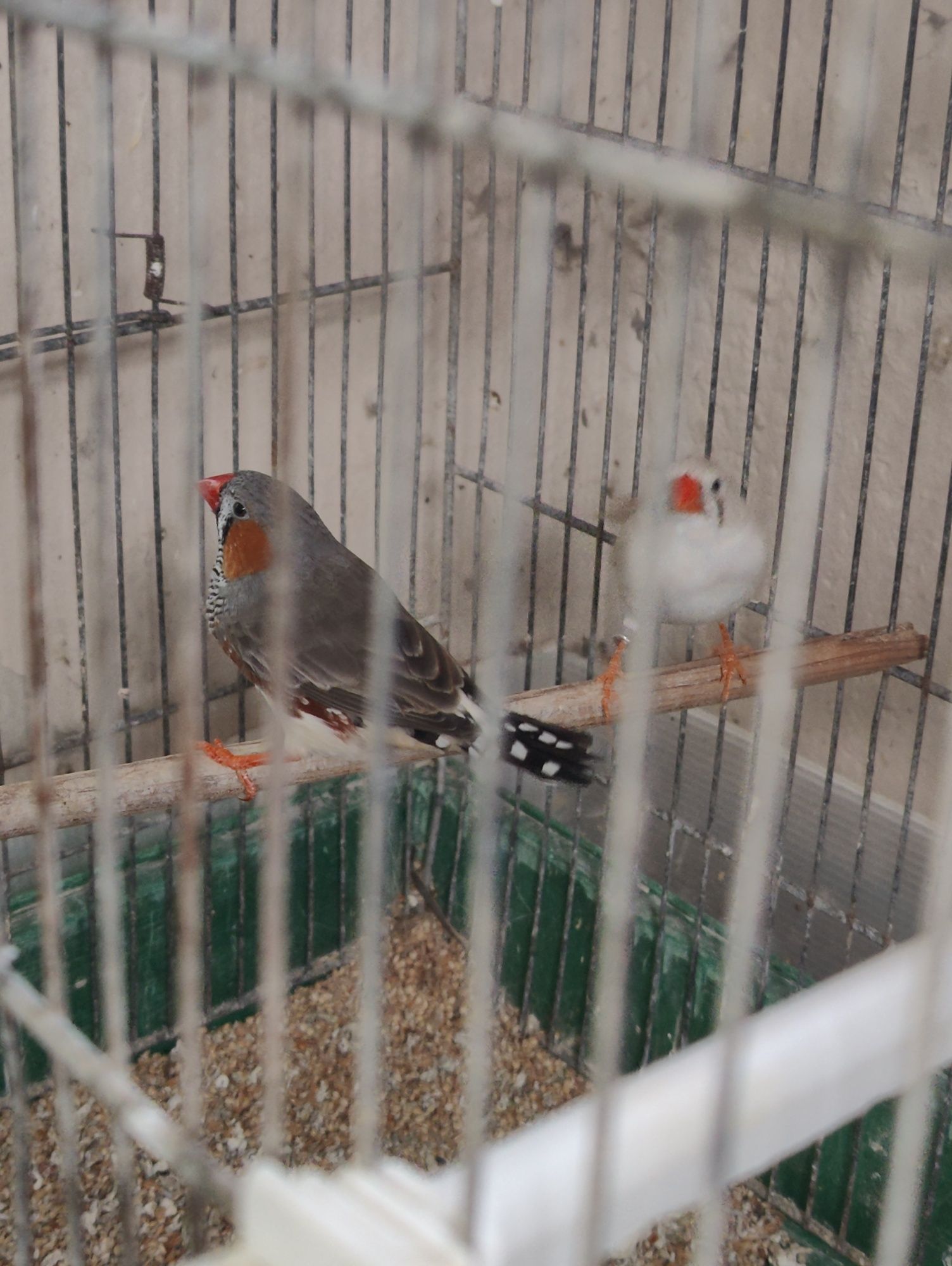 Mandarins novos para ceder