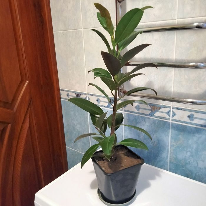 Продам фікус (висота з горщиком - 70 см)