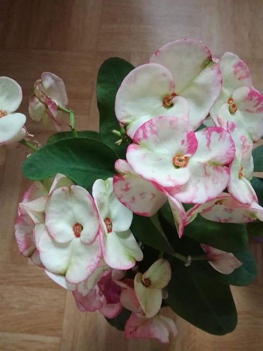 Молочай Міля сортовий великоквітковий