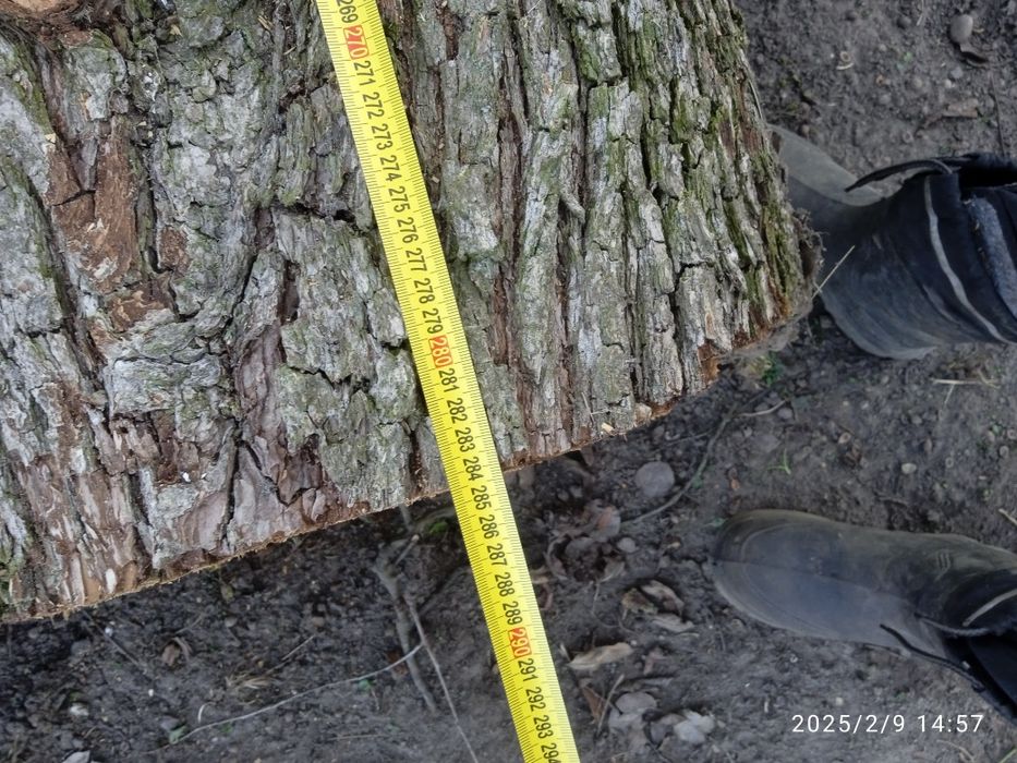 Кругляк   груша ...