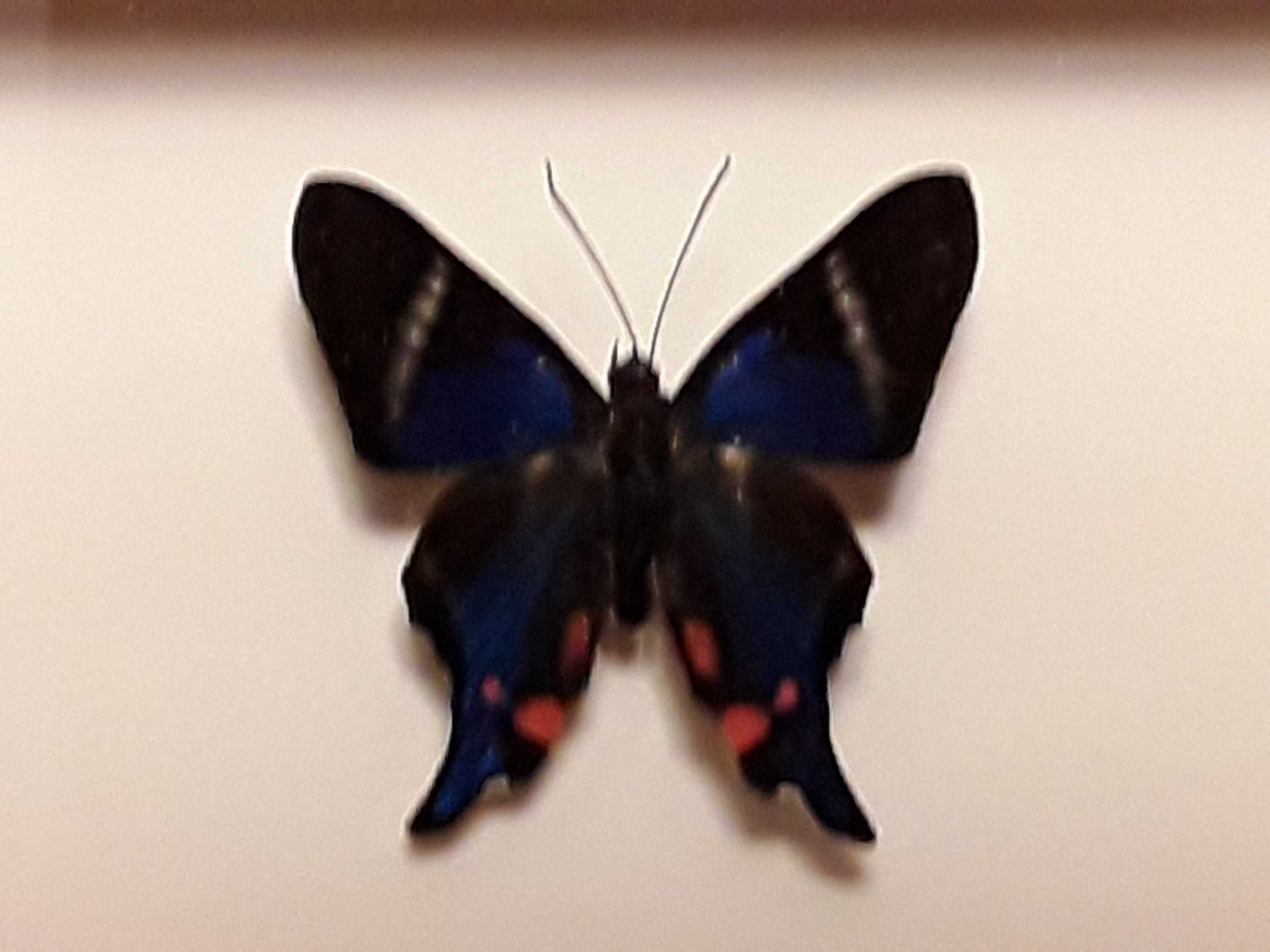 Motyl w ramce 8 x 10 cm . Rhetus periander - Peru .