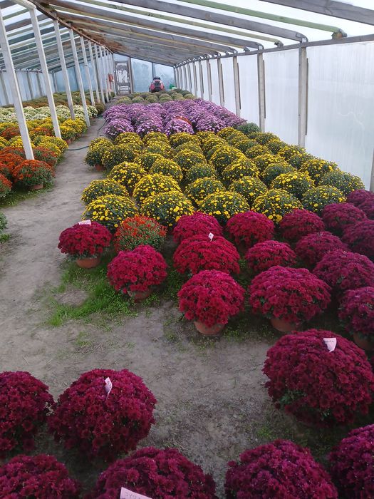 Chryzantemy drobnokwiatowe