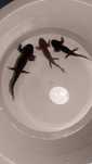 Axolotes para venda