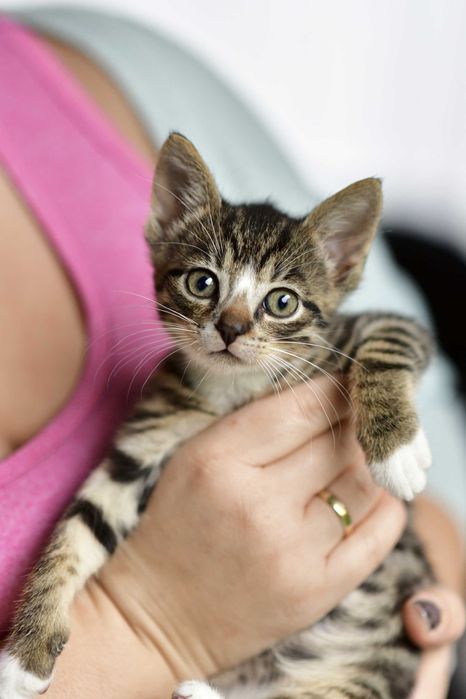 7-tyg. Nela szuka odpowiedzialnego domu