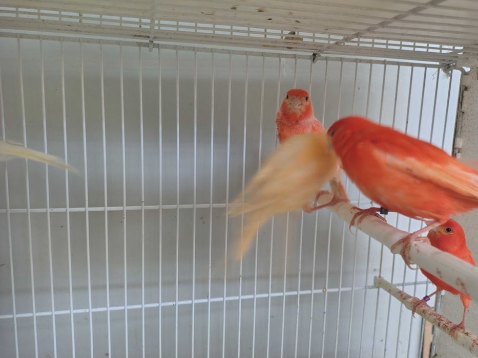 Kanarki samce samice sprzedaż