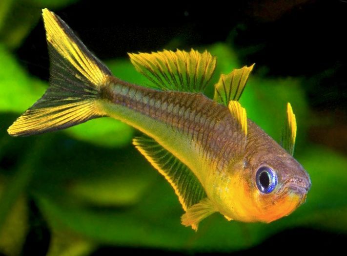 Нанорибки для невеликого акваріуму