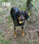 Kochana, 4 letnia gończa polska Edzia. Adopcja