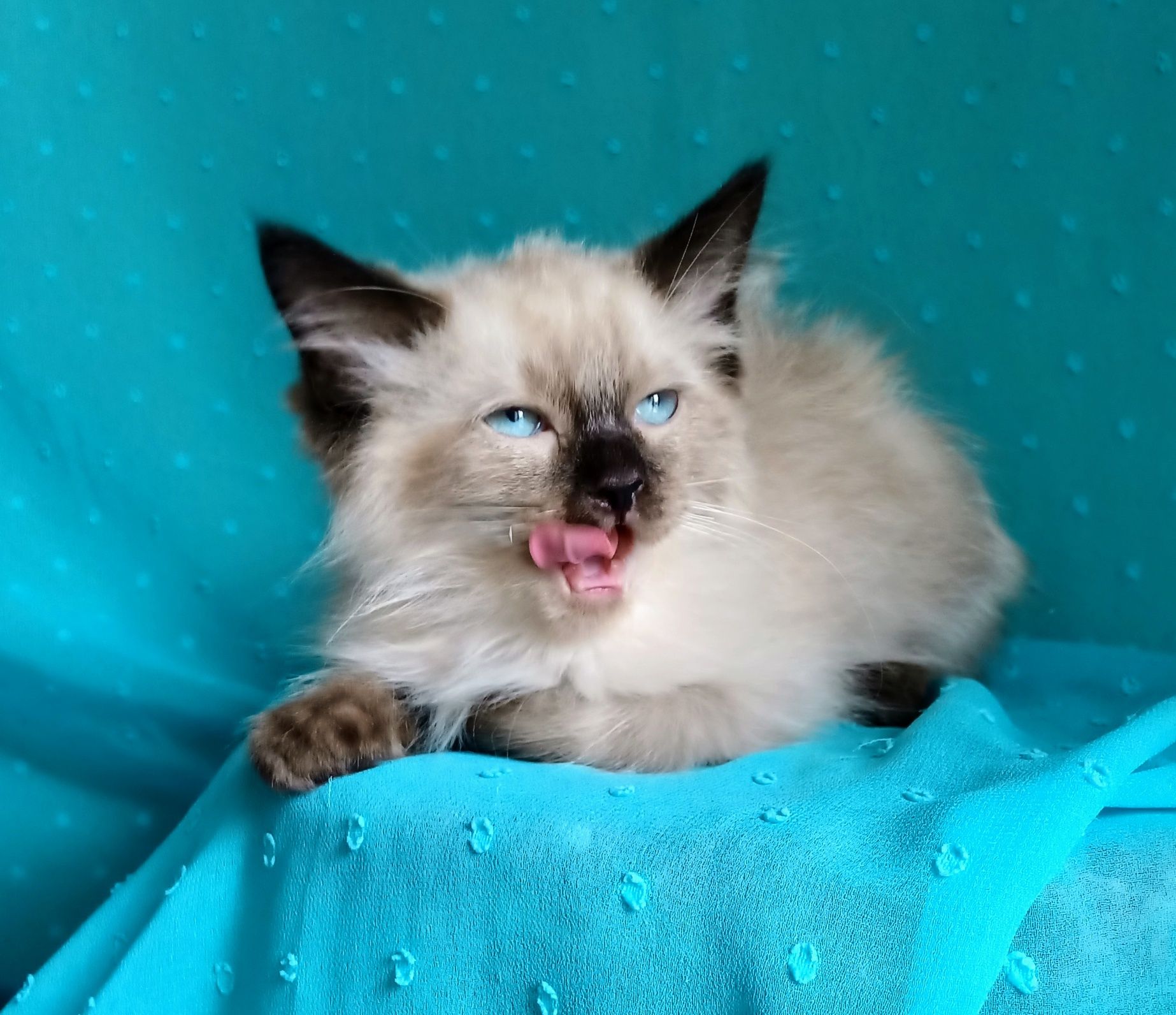 Piękny kocurek Ragdoll gotowy do odbioru