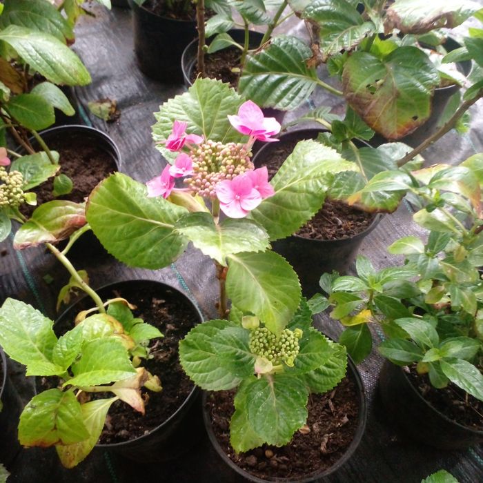 Гортензия крупнолистная в наличии