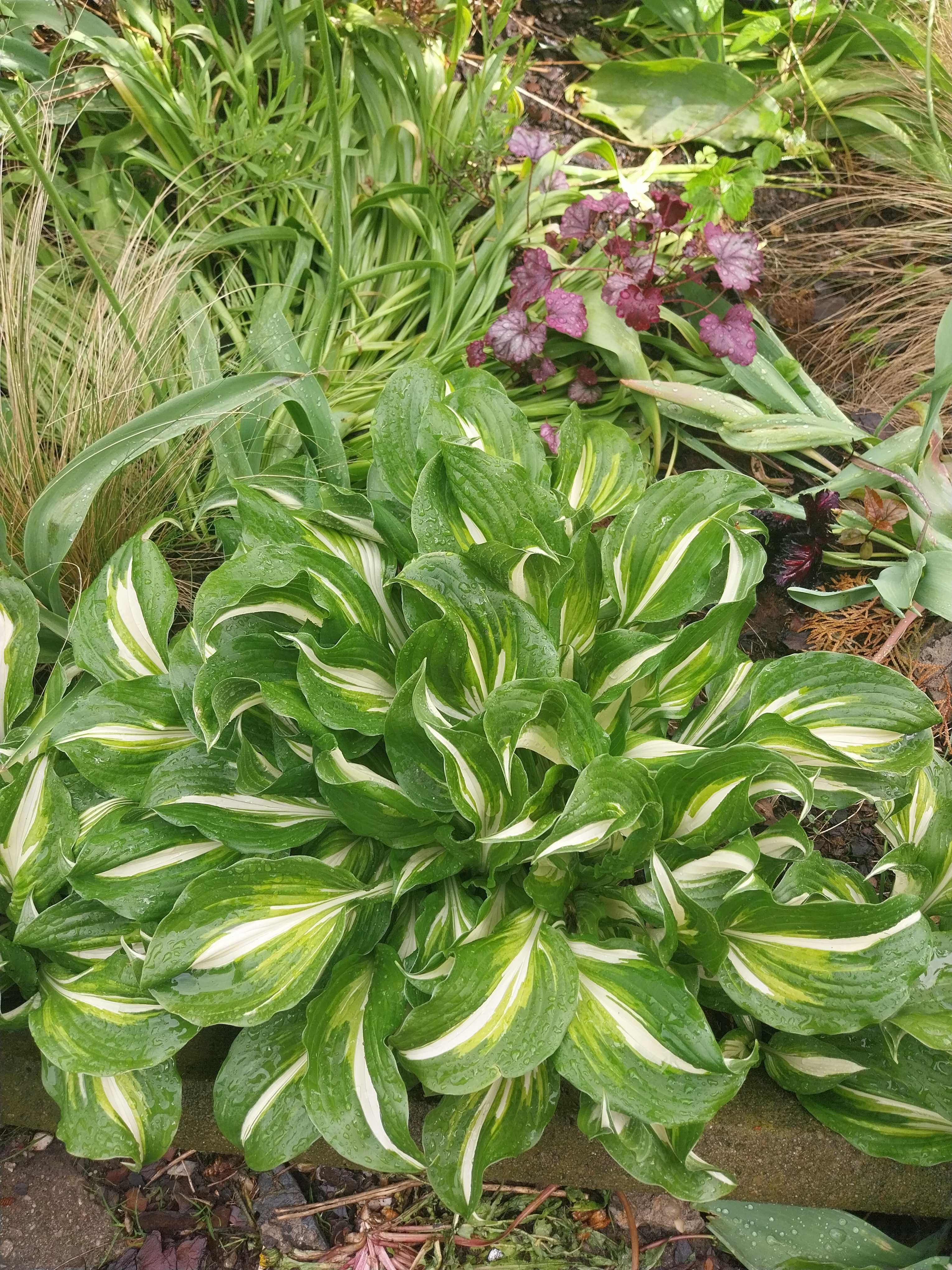 Hosta  funkie bardzo duże 20 sadzonek