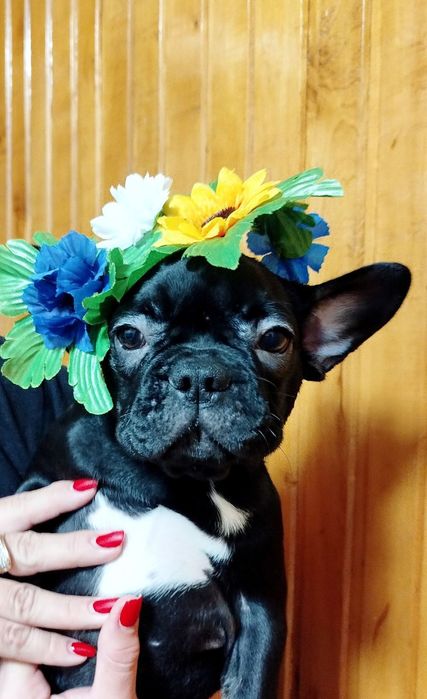 Французький бульдог