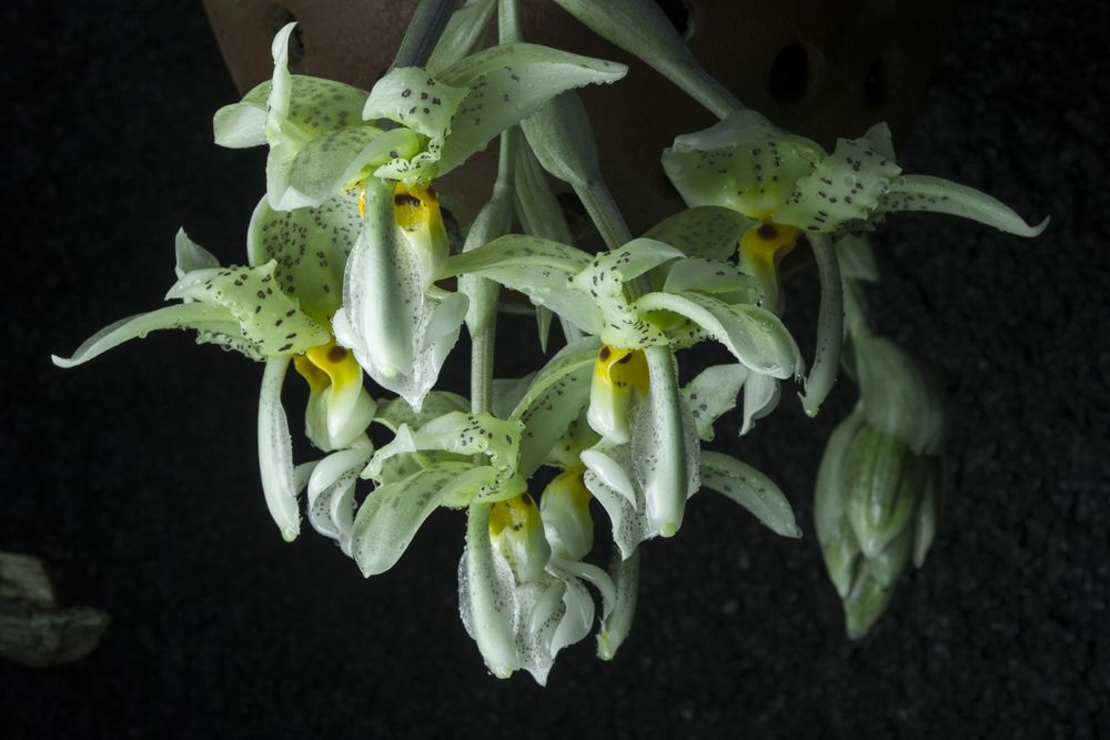 Orquídea melrinho de cera