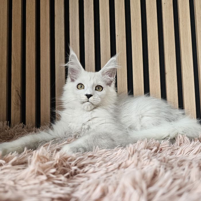 Kocurek Maine coon rodowód fpl hodowlany do hodowli