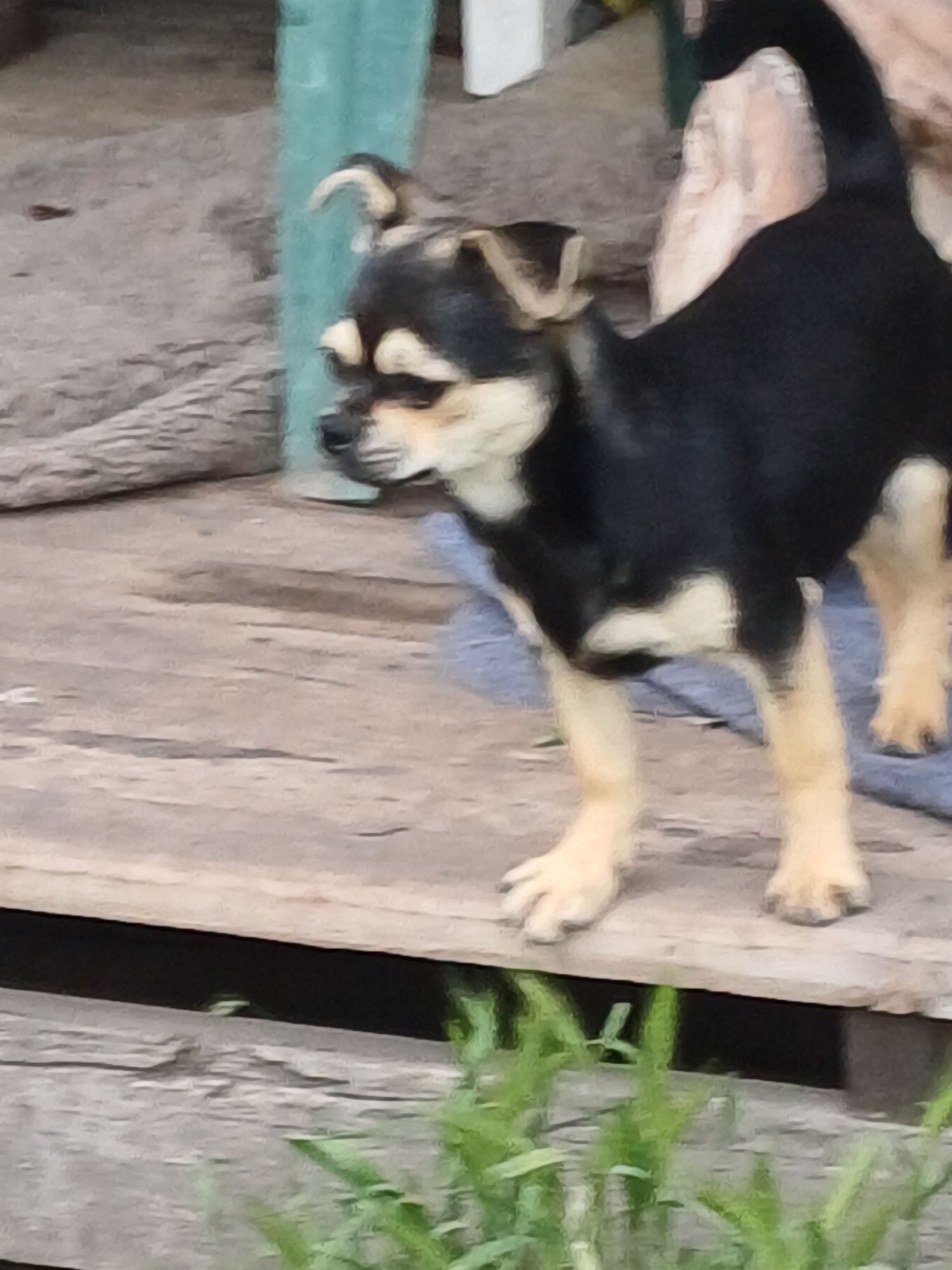 Хлопчик  чихуахуа