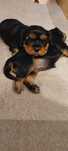 Cavalier king charles spaniel szczenięta